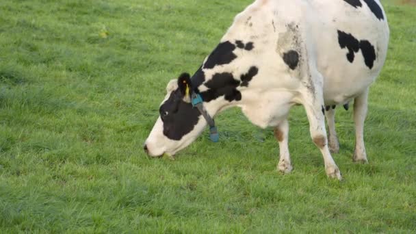 黒い斑点のある白い牛がアイルランドの農家の牧草地で濃い緑の草を食べる — ストック動画