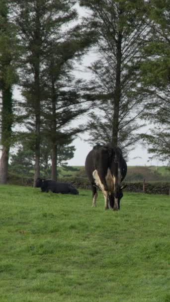 Black White Cows Graze Green Grass Meadow Organic Farm Ireland — Vídeo de stock