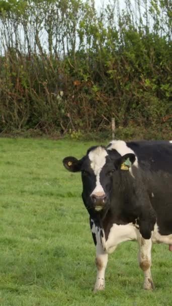 One White Black Cow Chews Food Stares Intently Frame Vertical — Stockvideo