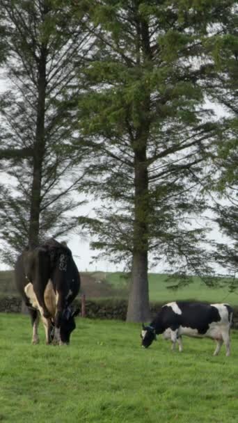 Czarno Białe Krowy Pasą Się Wieczorem Zielonej Irlandzkiej Łące Drzewa — Wideo stockowe