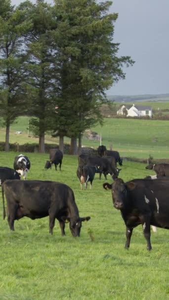 Herd Cows Grazing Field Grass Trees Pasture Irish Agriculture Vertical — Vídeo de Stock