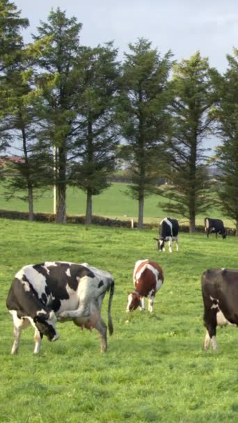 Few Cows Green Farm Pasture Cows Irish Organic Farm Grazing — Vídeo de Stock