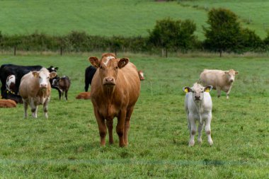 Curious cow and calf stand on a green grass pasture on a summer day. Cows on free grazing. Livestock farm. White and brown cow on green grass field