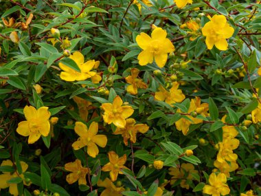 There are many yellow flowers on the branches of the bush in summer. Flowering plant, close-up. Yellow flowers with green leaves