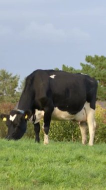 One black and white cow with tags in her ears is grazing in a green meadow. Grass pasture. Vertical video.