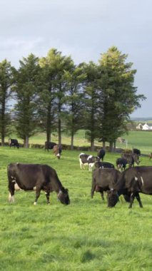 A cows on a green farm pasture. Cows on an Irish organic farm, grazing. Vertical video.