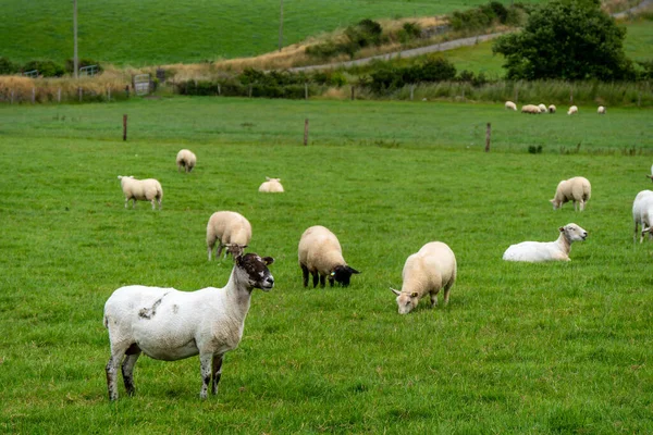 Cute sheep, field. Sheep on free grazing. Livestock farm, ecological production. Herd of sheep on green grass field