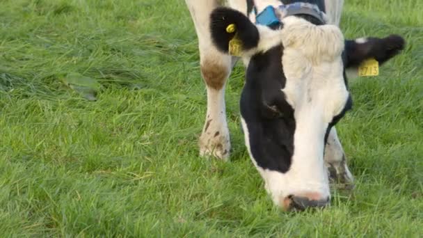 Una Vaca Con Marcas Amarillas Pastando Prado Capturada Primer Plano — Vídeo de stock