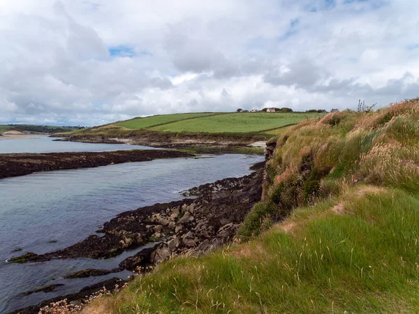 アイルランド南部の大西洋の岩場には 太い野生の草が生えています 絵のように美しい海辺の風景 美しい曇天 — ストック写真