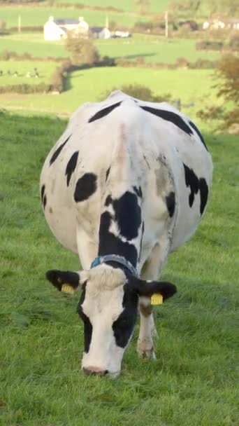 Uma Vaca Branco Puro Com Marcas Pretas Chomps Grama Verde — Vídeo de Stock