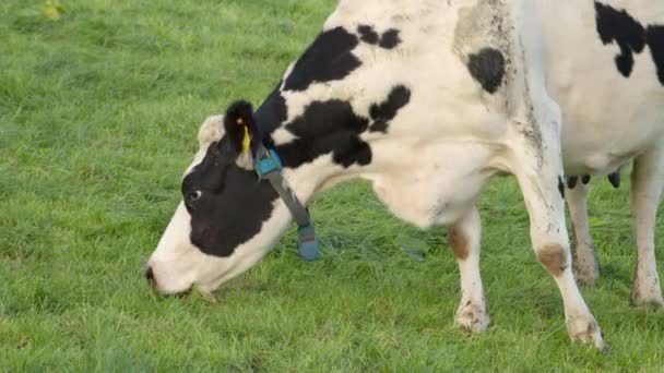 アイルランドの農地で緑豊かな緑の草を消費する白いコートに黒い斑点のある単一の牛 — ストック動画