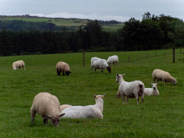 Cute sheep. Sheep on grazing. Livestock farm, ecological production. Herd of sheep on grass field