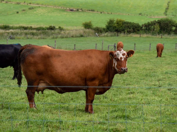 Las Vacas Pasto Día Verano Ganado Pastoreo Libre Granja Ganadera —  Fotos de Stock