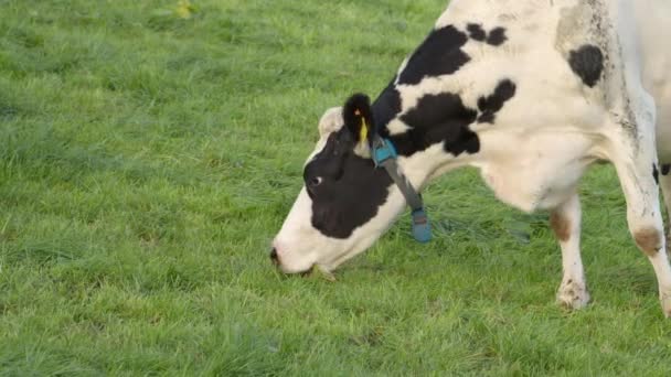 在爱尔兰牧场 一头黑色斑点的孤独的白奶牛在茂密的翡翠草地上啄食 — 图库视频影像