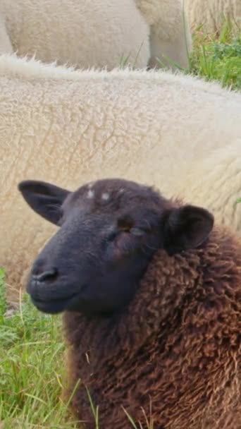棕色的毛皮羊 长着黑色的鼻孔 迫不及待地咀嚼着它的食物 垂直录像 — 图库视频影像