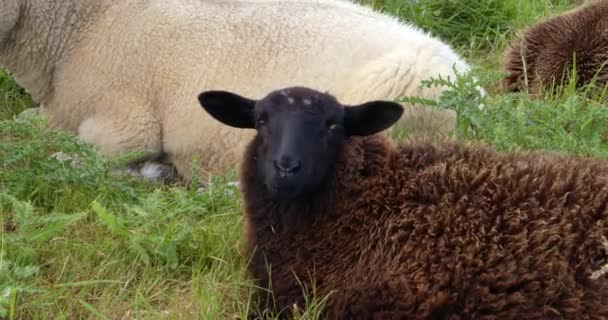 Mouton Pelucheux Couché Sur Herbe Ruminant — Video