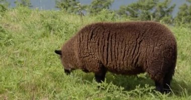 Kalın ve kabarık yün kürklü bir koyun otlanırken otlarla beslenir..