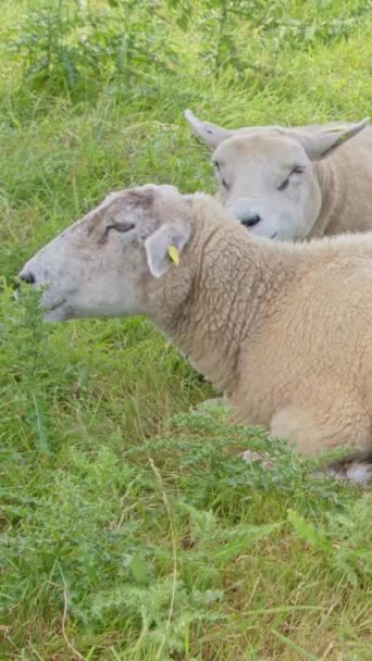 Вертикальне Відео Показує Дві Білі Вівці Мирно Пасуться Рослинах Коли — стокове відео