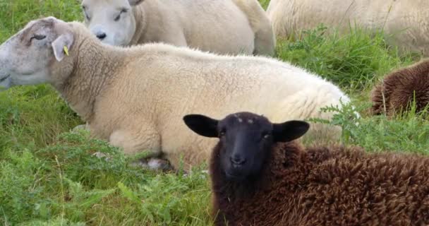 Bir Grup Yünlü Koyun Otlakta Yatıyor Geviş Getiriyor — Stok video