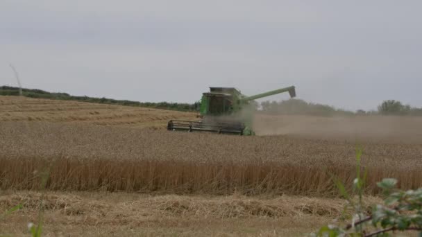 アイルランドのコーク州 2022年8月29日 鮮やかな緑色のコンバイン ハーベスターは黄金の小麦畑で働いており 暑い夏の日の間に熟した穀物を効率的に脱穀しています — ストック動画