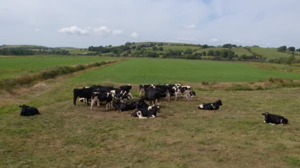 Grupo Vacas Pastando Campo Verde Granjero Irlandés Día Verano — Vídeos de Stock