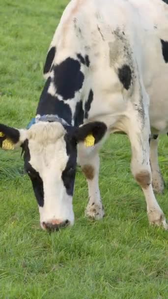 在爱尔兰农田里 一头白色和黑色斑点的奶牛心满意足地在茂密的绿草上吃草 垂直录像 — 图库视频影像