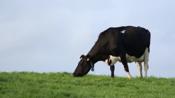 Een Grazende Koe Een Groene Weide Met Een Achtergrond Van — Stockvideo