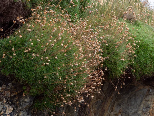 北ヨーロッパの国々でよく見られる美しい花 野生植物の茂み — ストック写真