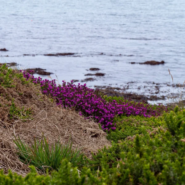 Beautiful Wildflowers Grow Seashore Inflorescence Small Pink Flowers — Stock Photo, Image
