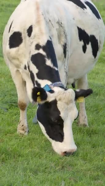 アイルランドの濃い緑の芝生の上で 黒と白の斑点のある単一の牛のビデオ 垂直ビデオ — ストック動画