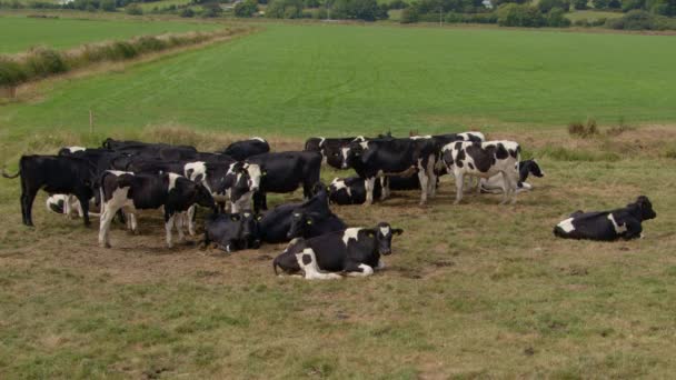 Eine Kleine Rinderherde Auf Einer Saftigen Weide Irland Sommer — Stockvideo