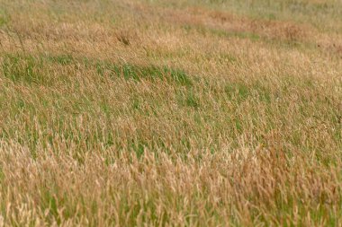 Çim çalıları, tam çerçeve. Steppe manzarası. Kalın çimenler. Kahverengi çimen alanı