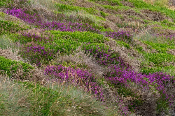 Wilde Heide Schöne Blumen Irlands Dickicht Von Wildblumen Schöne Natur — Stockfoto