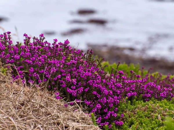 Deniz kıyısında güzel çiçekler yetişir. Küçük pembe çiçeklerin cilvesi. Mor çiçekler çimlerin üzerinde, suyun yanında.