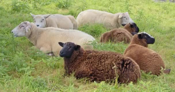 Пухнасті Вівці Відпочивають Зеленій Траві Жують Свою Їжу — стокове відео