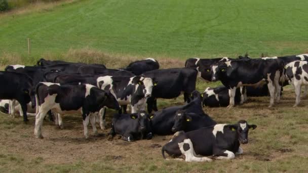 Βιολογική Κτηνοτροφία Αγελάδες Που Βόσκουν Ιρλανδικό Χωράφι Κατά Διάρκεια Του — Αρχείο Βίντεο