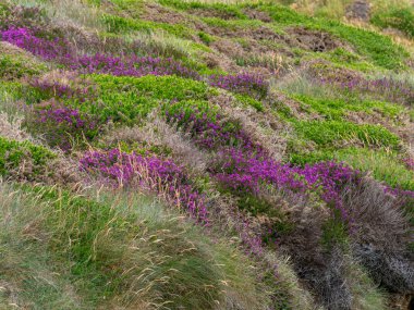Vahşi funda. Güzel çiçekler. Kır çiçeklerinin çalıları. Kuzey Avrupa 'nın güzel doğası. Mor çiçek tarlası