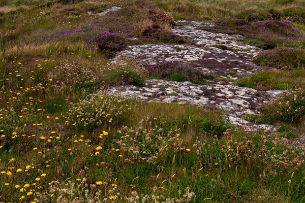 Красочные Полевые Цветы Растут Каменистой Ирландской Земле Живописном Ландшафте Красивые — стоковое фото