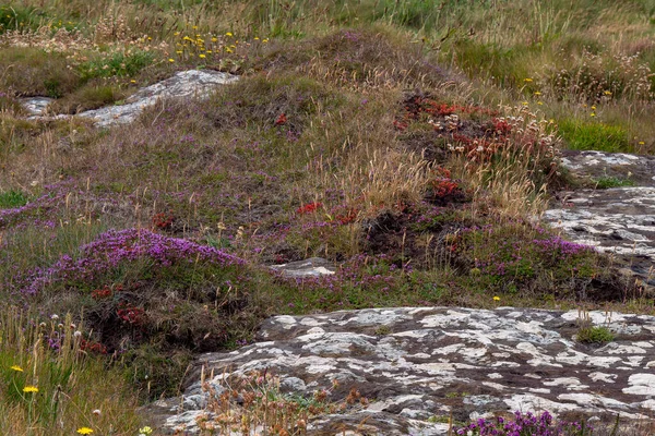 Kolorowe Kwiaty Kamiennej Ziemi Malowniczy Krajobraz Piękne Rośliny Powszechne Południowej — Zdjęcie stockowe