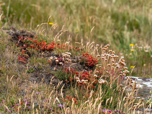 Цветы Ирландии Красивые Красочные Растения Пейзаж Красные Желтые Цветы Траве — стоковое фото