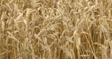 İrlanda 'da bir sürü olgun buğday filizi sallanıyor. Buğday fabrikasına yakın çekim. Olgun tahıl ürünleri. video.