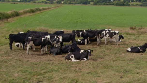 Bovinos Pastando Campo Verde Uma Fazenda Irlandesa Durante Verão — Vídeo de Stock