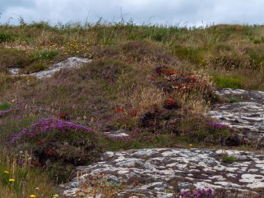 Taşlı topraklarda renkli çiçekler, manzara. Güzel bitkiler Güney İrlanda 'da yaygındır. Kuzey Avrupa bitki örtüsü.