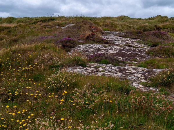 Barevné Květy Rostou Kamenité Irské Půdě Malebná Krajina Krásné Rostliny — Stock fotografie