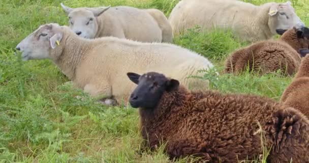 Şirin Koyunlar Otlakta Dinleniyor Yemeklerini Çiğniyorlar — Stok video