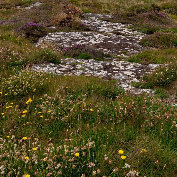 Kolorowe Kwiaty Kamienistej Irlandzkiej Ziemi Malowniczy Krajobraz Piękne Rośliny Powszechne — Zdjęcie stockowe