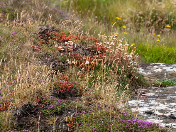 Mängd Vilda Blommor Vanliga Södra Irland Vackra Färgglada Växter Landskap — Stockfoto