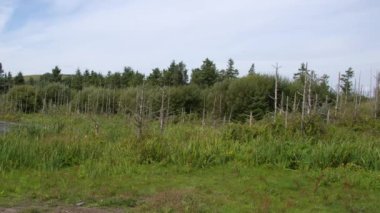 Bir yaz günü İrlanda 'nın sulak arazisinde kurumuş, kurumuş ağaçlar..