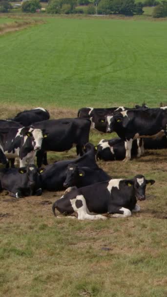 Una Piccola Mandria Vacche Campo Agricolo Verde Irlanda Una Giornata — Video Stock