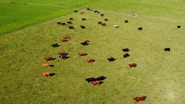 Αγελάδες Λιβάδι Θέα Από Πάνω Ζουμερό Πράσινο Γρασίδι Βοσκοτόπι Χωράφι — Φωτογραφία Αρχείου